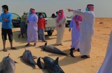 انقاذ عشرات الدلافين في السعودية.jpg