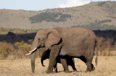 فيلة الغابات الافريقية.jpg