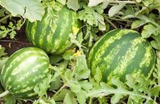 محاصيل البطيخ.jpg