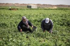 الزراعة في قطاع غزة.jpg