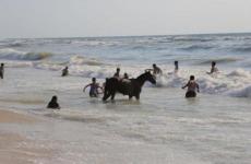 اصطحاب الحيوانات إلى شاطئ البحر.jpeg