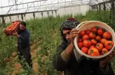القطاع الزراعي بغزة - البندورة.webp