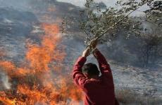 مستوطنون يشعلون النار بأشجار الزيتون.jpg