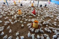 مزرعة دجاج