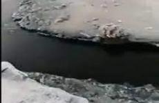 مياه سوداء في البحر الميت.jpeg
