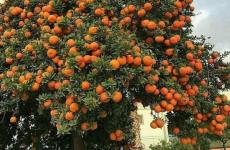شجرة برتقال.jpg