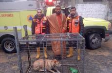 الامساك بكلب مسعور (1).jpeg