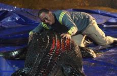 اضخم تمساح في العالم.jpg