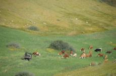 أبقار المستوطنين ترعى مزروعات المواطنين في الأغوار