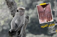 أعراض جردي القرود
