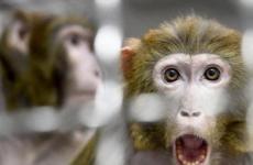 ما هو جدري القرود وأعراضه؟.jpg