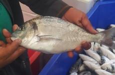 نجاح أول تجربة لاستزراع أسماك "دنيس" في عرض بحر قطاع غزة