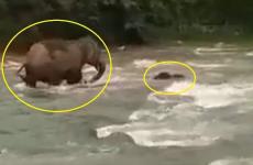 أنثى فيل تنقذ طفلها.jpg