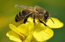 النحل الأصفر.jpg