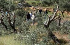 الاحتلال يقتلع أشجار الزيتون.jpg