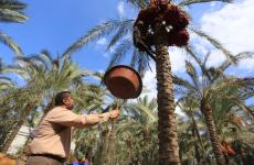 جني موسم البلح.jfif