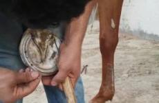 حدوة الحصان