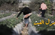 الزراعة في غزة