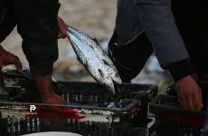 سمكة الفراشة.jpeg