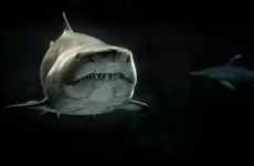 سمك القرش