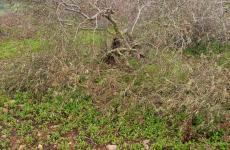 مستوطنون يقتلعون اشجار معمرة.jpg