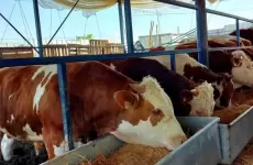 الأضاحي في غزة