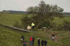 الشرطة تعتقل فتى بتهمة قطع شجرة تاريخية.jpg