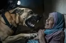 كلب بوليسي يعتدي على المسنة دولت عبد الله الطناني  شمال غزة.webp