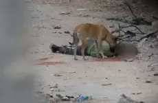 كلاب تنهش جثامين الشهداء