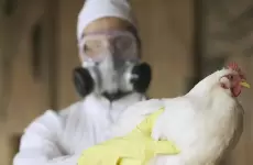 إنفلونزا الطيور