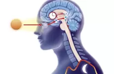 الساعة البيولوجية للإنسان