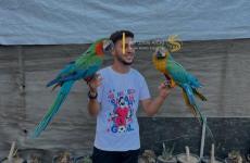 تربية الحيوانات في غزة