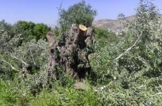 قطع أشجار الزيتون.jpg