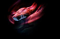 افعى وثعبان في الحلم