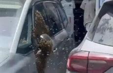 نحل يهاجم منازل في تل أبيب