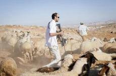 اعتداءات المستوطنين وسرقة أغنام