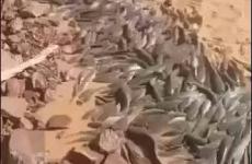 أسماك في صحراء الجزائر