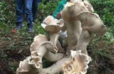78-160316-giant-mushroom-southern-china-5.jpeg