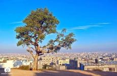 تلة المنطار