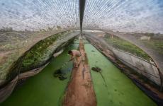 زراعة "الأزولا" في غزة