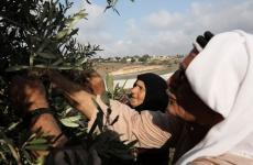 قطف الزيتون جنوب الخليل.JPG