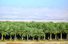 أراضي الاغوار