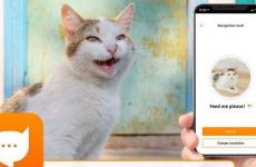 تحميل تطبيق مياو توك لترجمة مواء القطط.jpg