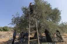 قطف الزيتون.jpg