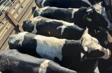 عجول مهربة.jpg