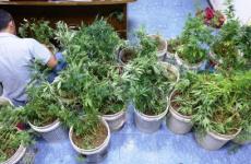 اشتال المارجوانا مزروعة على سطح المنزل