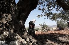 زيتون فلسطين.jpg