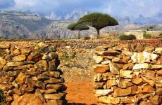 سقطرى جزيرة يمنية.jpg