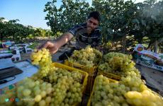 موسم قطف العنب.jpg