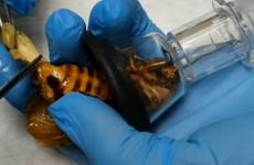 أطباء سيبيريا ساعدوا أنثى صرصور بالانجاب